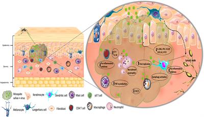 Aedes Mosquito Salivary Components and Their Effect on the Immune Response to Arboviruses